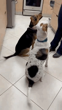 dogs